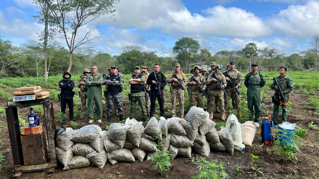 15 toneladas de maconha são apreendidas em ação das Polícias Civil e Militar em São João da Serra